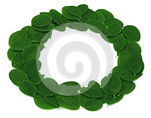 Edible moringa leaves make a frame