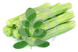 Edible moringa oleifera with green leaves
