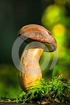 Edible Mushroom