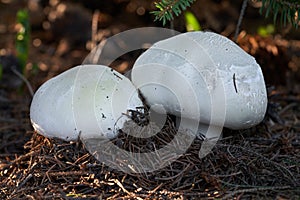 Edible mushroom Agaricus arvensis under spruce.