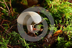 Edible mushroom Agaricus known as horse mushroom.