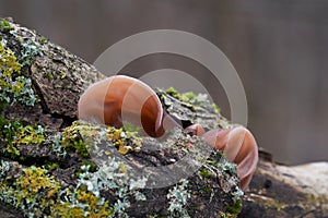 Edible mushroom Auricularia auricula-judae in the floodplain forest.