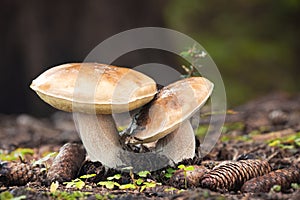 Edible mushroom Boletus edulis