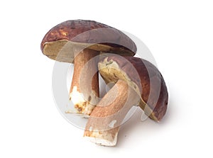 Edible mushroom Boletus Edulis isolated on white