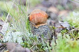 Edible mushroom boletus in the forest. Leccinum