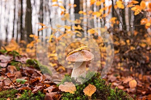 Edible mushroom, boletus or porcini in the autumn beech forest