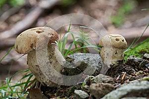 Edible mushroom Boletus reticulatus in the beech forest. Known as Summer cep or Summer Bolete.