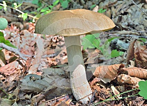 Edible mushroom cep Boletus edulis