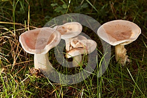 Edible mushroom Clitocybe gibba in the spruce forest.