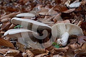 Edible mushroom Clitocybe nebularis in the beech forest. Known as Lepista nebularis, clouded agaric or cloud funnel.