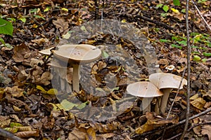 Edible mushroom Clitocybe nebularis in the beech forest. Known as Lepista nebularis, clouded agaric or cloud funnel. Wild