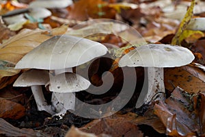 Edible mushroom Clitocybe nebularis in the leaves. Known as Cloudy Clitocybe or Cloudy funnelcap.