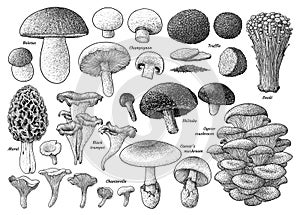 Edible mushroom collection, illustration, drawing, engraving, ink, line art, vector