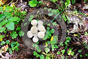 Edible mushroom Common Puffball, Lycoperdon perlatum