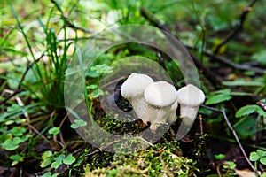 Edible mushroom Common Puffball, Lycoperdon perlatum