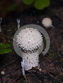 Edible mushroom Common Puffball or Lycoperdon perlatum, macro, selective focus, shallow DOF photo