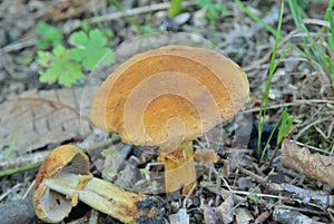 Edible mushroom Cortinarius caperatus