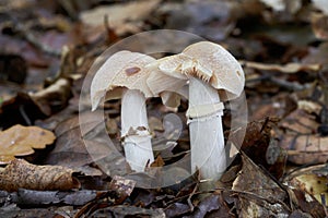 Edible mushroom Cortinarius caperatus in beech forest.