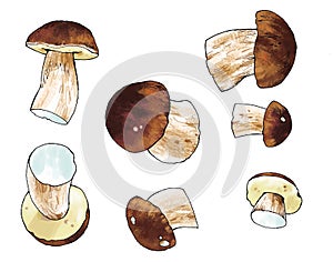 Edible mushroom drawing oak cepe photo