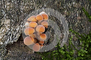 Edible mushroom Flammulina velutipes in floodplain forest.