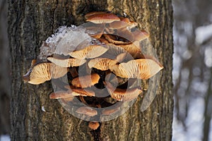 Edible mushroom Flammulina velutipes in floodplain forest.