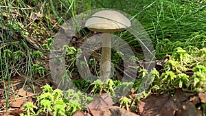 Edible mushroom in a forest dry grass close up, summer mushroom picking concept