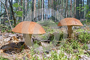 Edible mushroom in the forest in summer