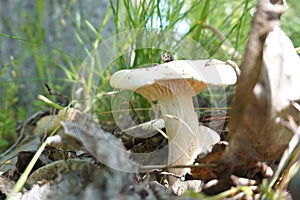 Dible mushrooms are growing in the forest.