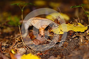 Edible Mushroom Funnel Talker