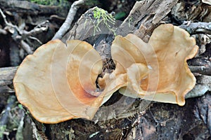 Edible mushroom Glostereum incarnatum