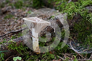 Edible mushroom Gomphidius glutinosus in the moss