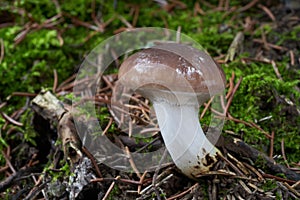 Edible mushroom Gomphidius glutinosus in spruce forest.