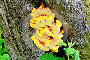 Edible mushroom growing on tree trunk