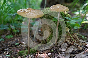 Edible mushroom Hymenopellis radicata in the birch forest. Known as deep root mushroom or rooting shank. photo