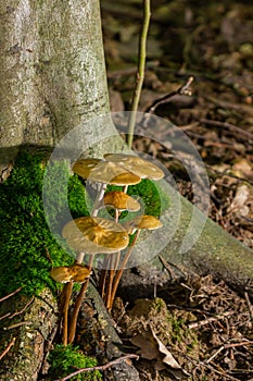 Edible mushroom Hymenopellis radicata or Xerula radicata on a mountain meadow. Known as deep root mushroom or rooting shank. Wild photo