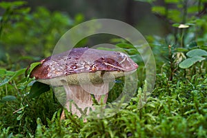 Edible mushroom Imleria badia in the spruce forest.