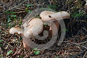 Edible mushroom Lactarius deterrimus in spruce forest.