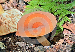 Edible mushroom Lactarius porninsis