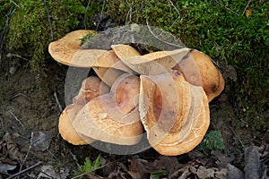 Edible mushroom Lactifluus volemus in the birch forest. Known as Fishy Milkcap or Voluminous-latex Milky.