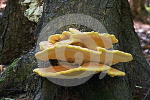 Edible mushroom Laetiporus sulphureus in forest.