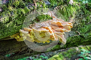 Edible mushroom Laetiporus sulphureus on tree trunk photo