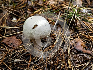 Edible mushroom with the Latin name Agaricus campestris grows in the forest