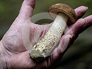 Edible mushroom with the Latin name Leccinum scabrum on the hand of a person