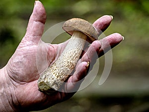 Edible mushroom with the Latin name Leccinum scabrum on the hand of a person