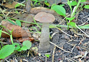 Edible mushroom Leccinium versipelle