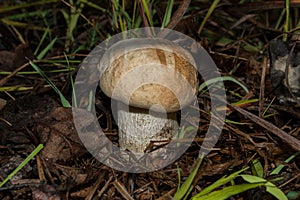 Edible mushroom Leccinum aurantiacum in the aspen forest, close-up