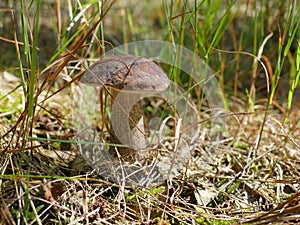 Edible mushroom leccinum scabrum