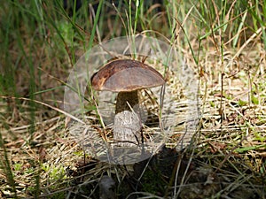 Edible mushroom leccinum scabrum