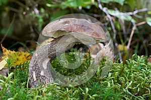 Edible mushroom Leccinum scabrum in birch forest.
