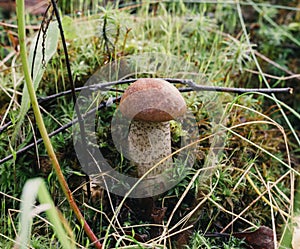 Edible mushroom leccinum scabrum close up. Rough boletus or birch mushroom in the forest
